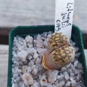 Lithops julii C179