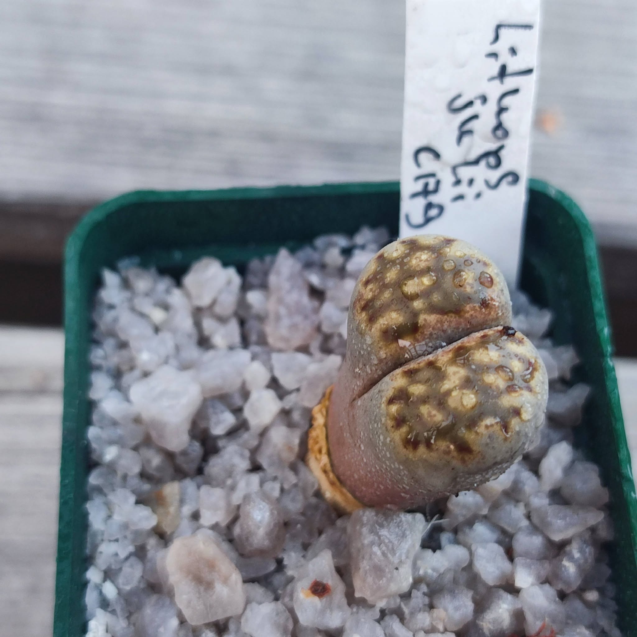 Lithops julii C179