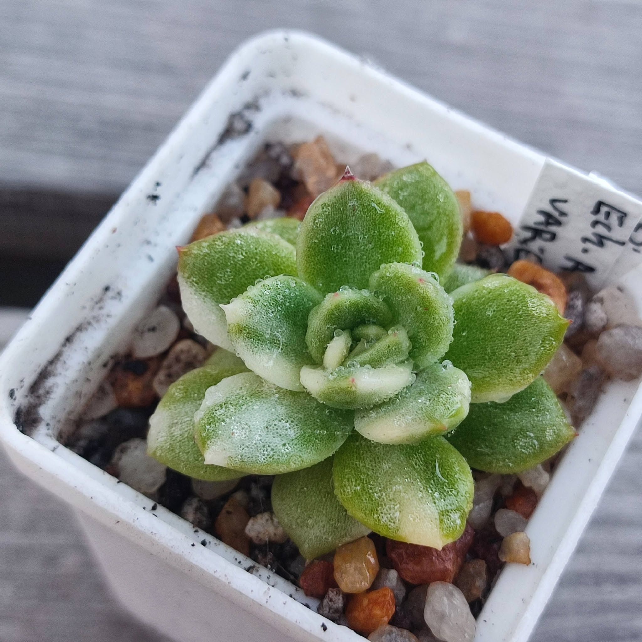 Echeveria agavoides variegata