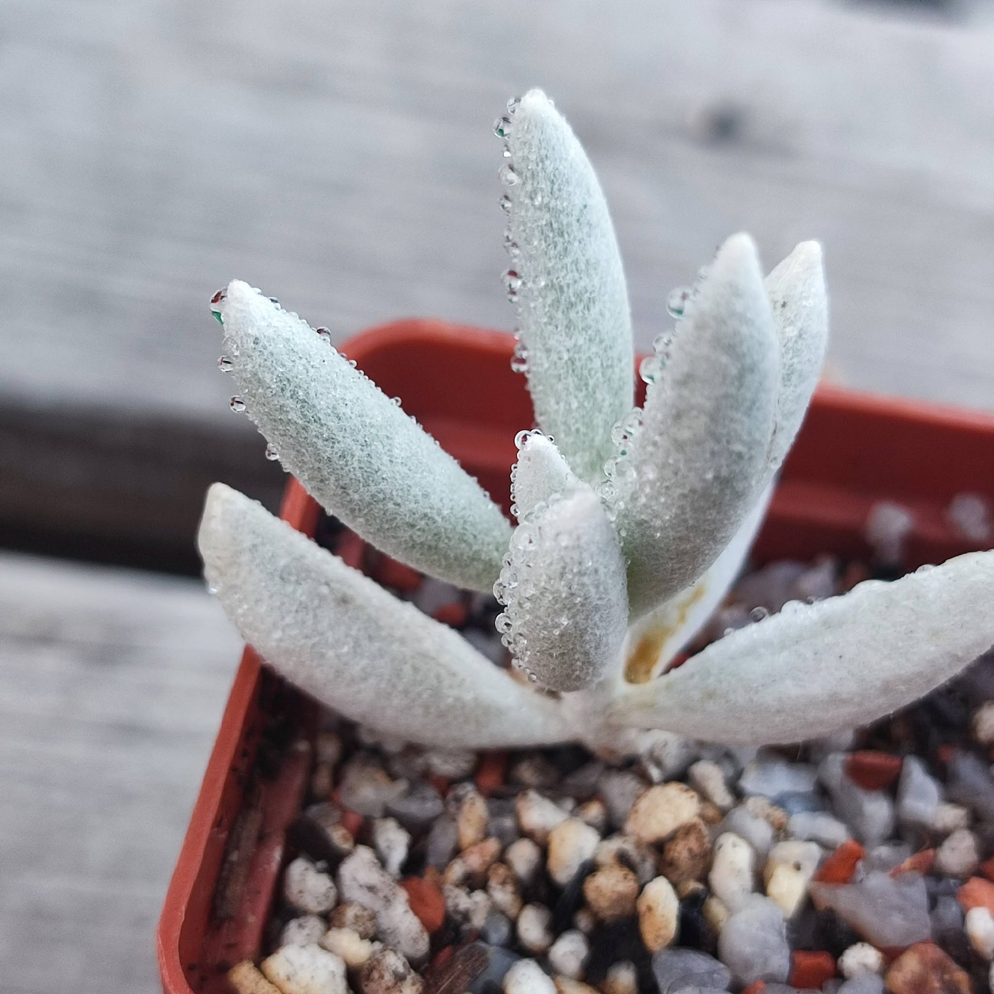 Senecio haworthii