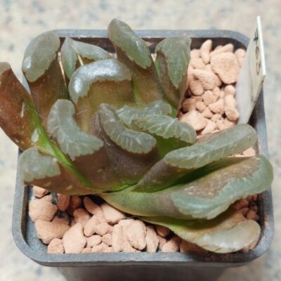 763 Haworthia 'Lilitru' x truncata