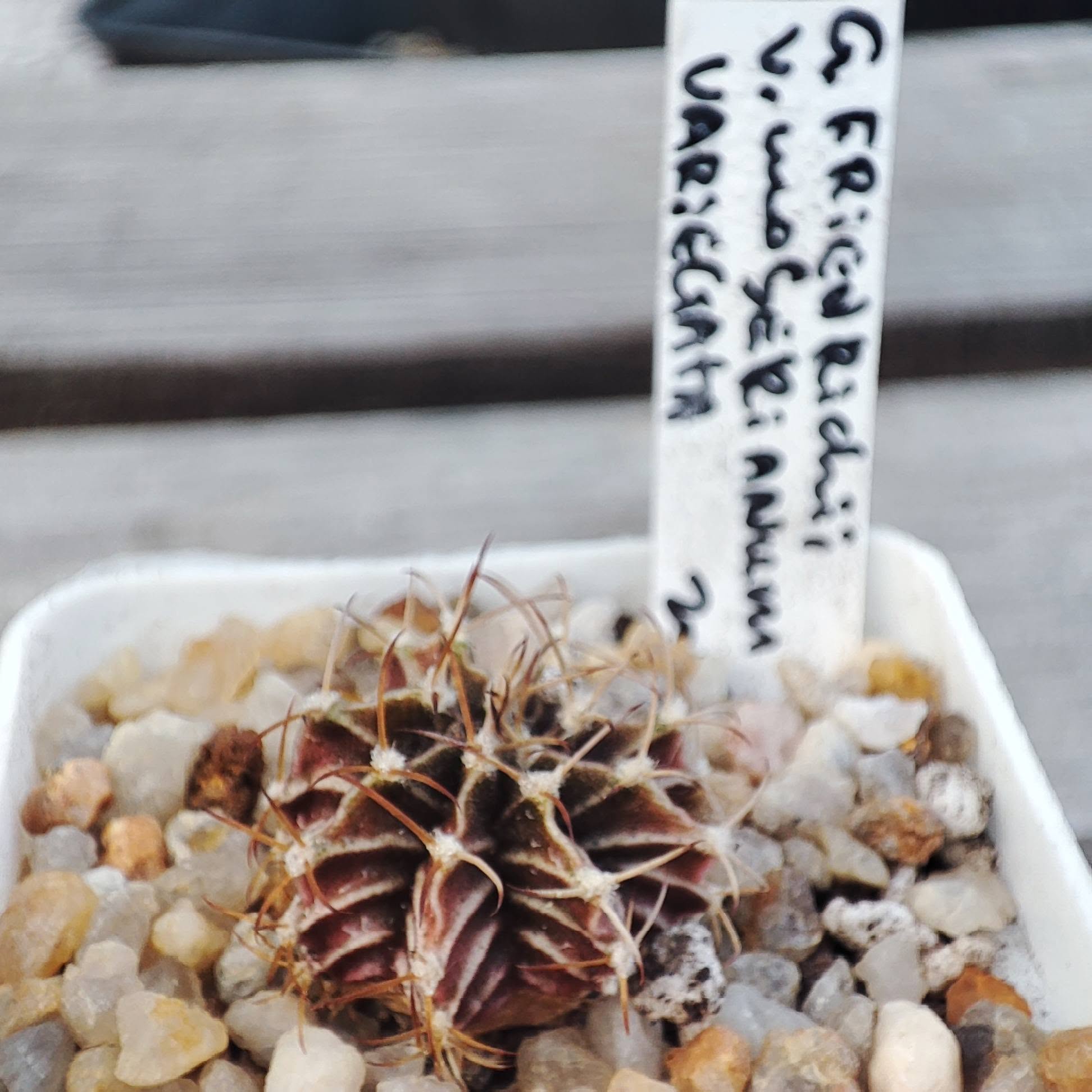 gymnocalycium friedrichii moserianum