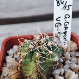 Gymnocalycium Gaponii VG503