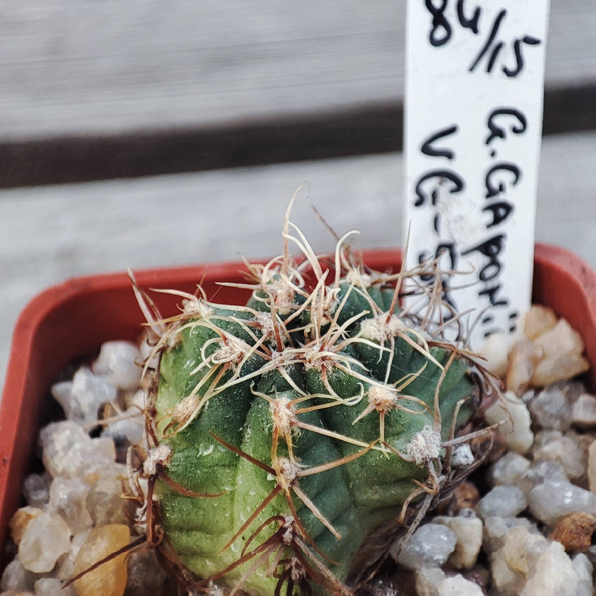 Gymnocalycium Gaponii VG503