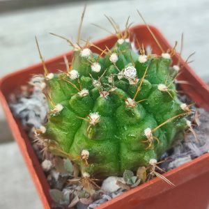 Gymnocalycium damsii rotundulum