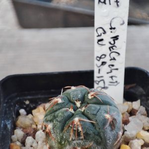 Gymnocalycium berchtii GN89-158