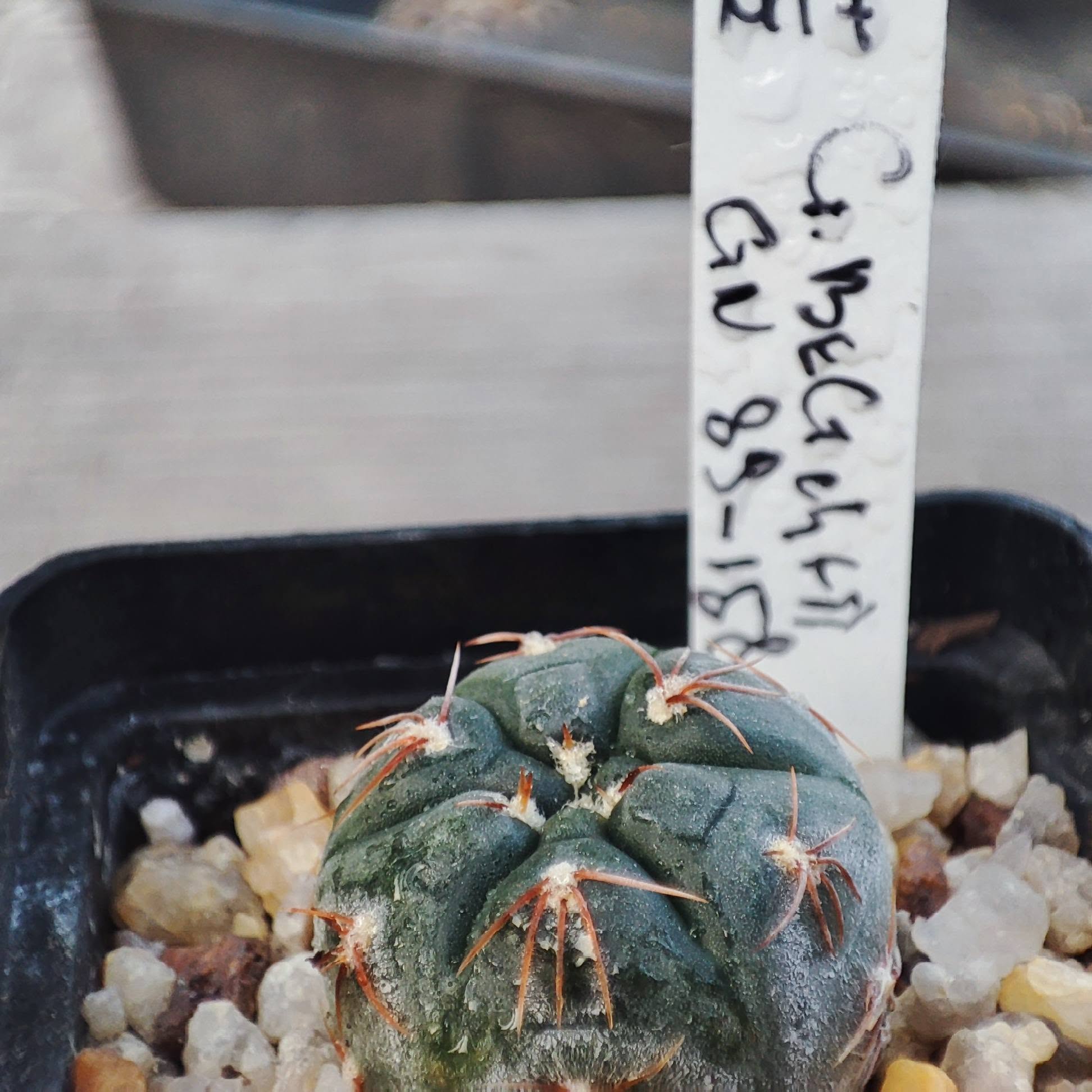 Gymnocalycium berchtii GN89-158
