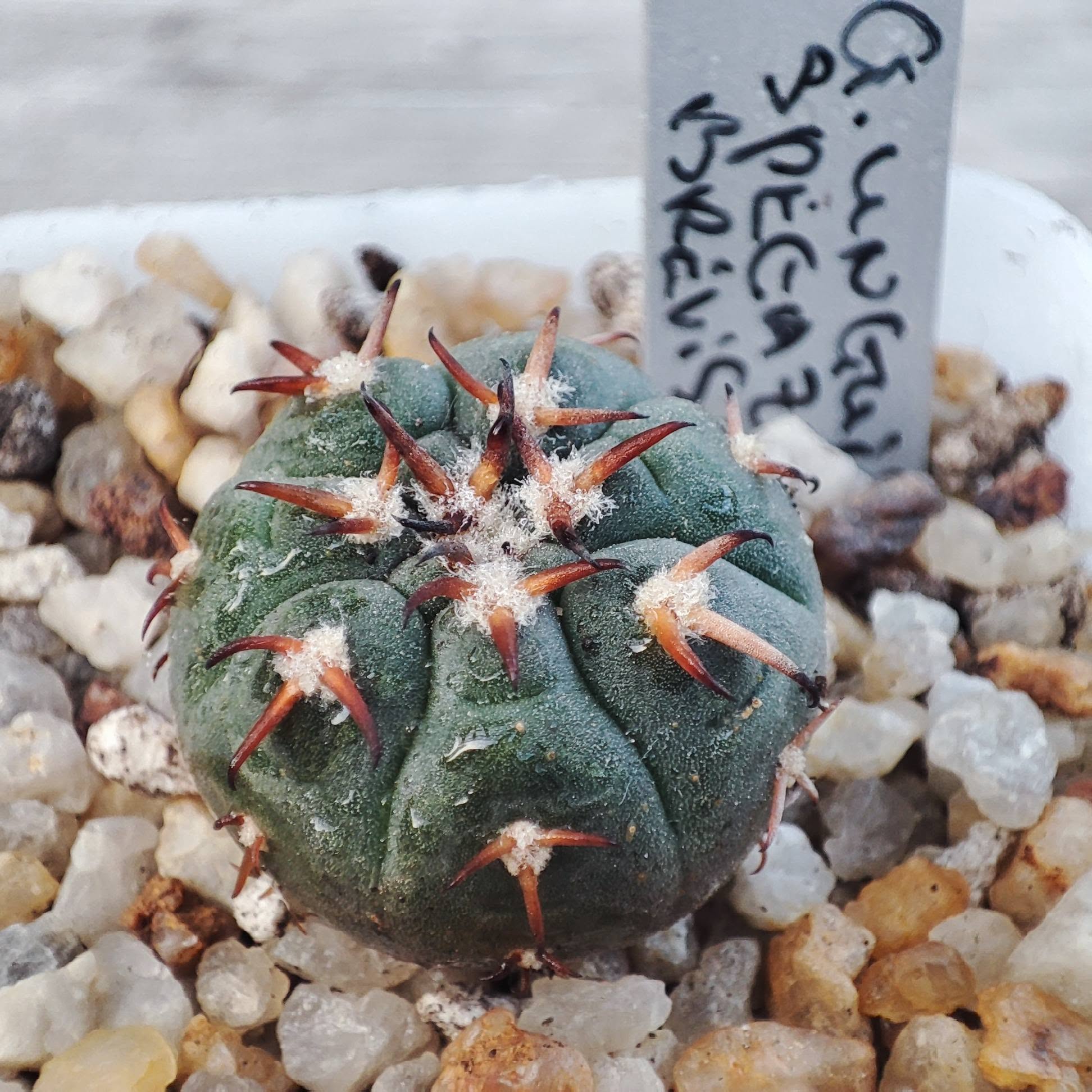 Gymnocalycium spegazzinii unguispinum Brevispinum