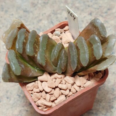 764 Haworthia 'Lilitru' x truncata