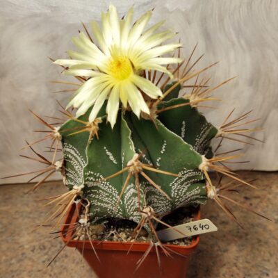 7640 Astrophytum ornatum вік 10 років