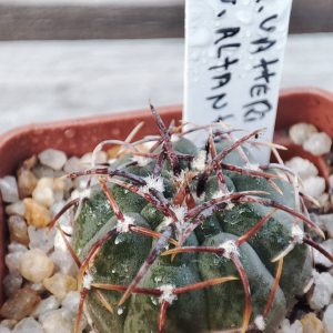 gymnocalycium vattrri altaniense selection