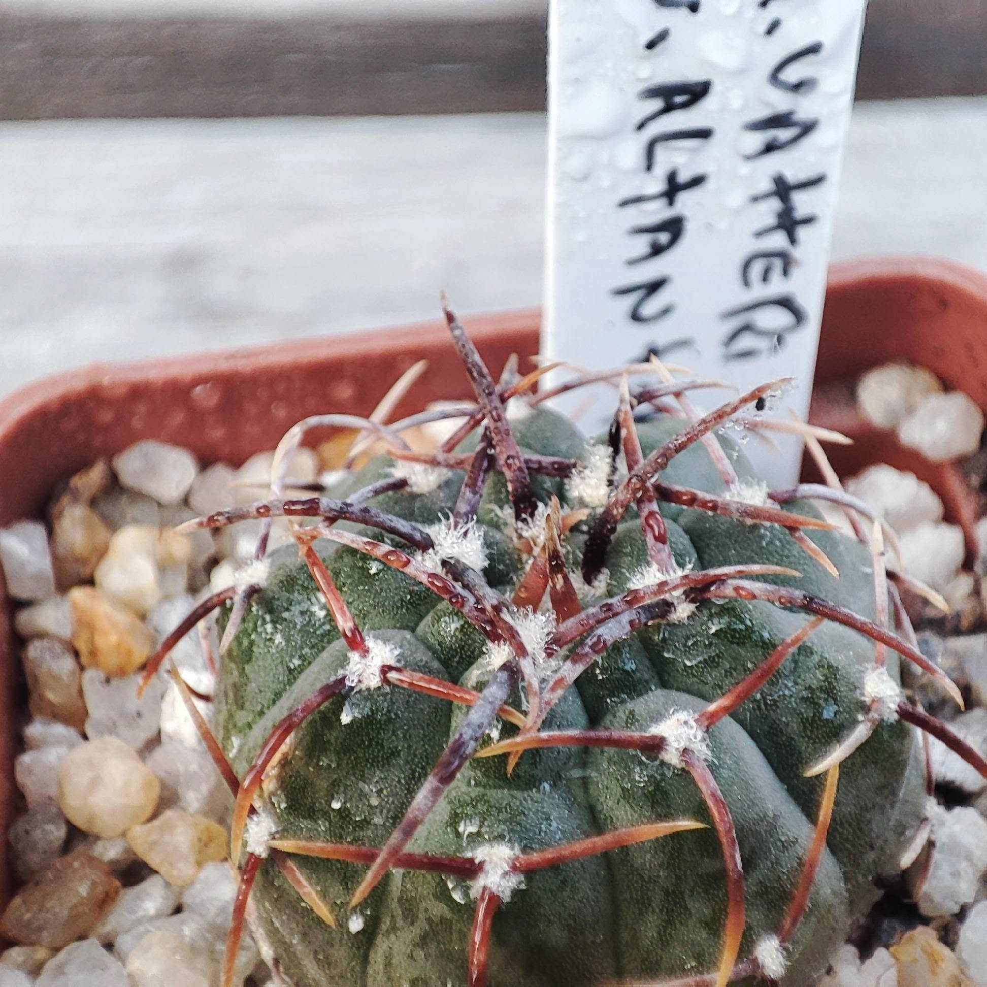 gymnocalycium vattrri altaniense selection
