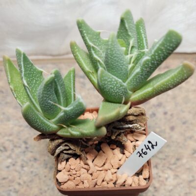 7642 Faucaria felina весь горщик вік 5 років