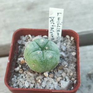 Lophophora  Williamsii pentagona