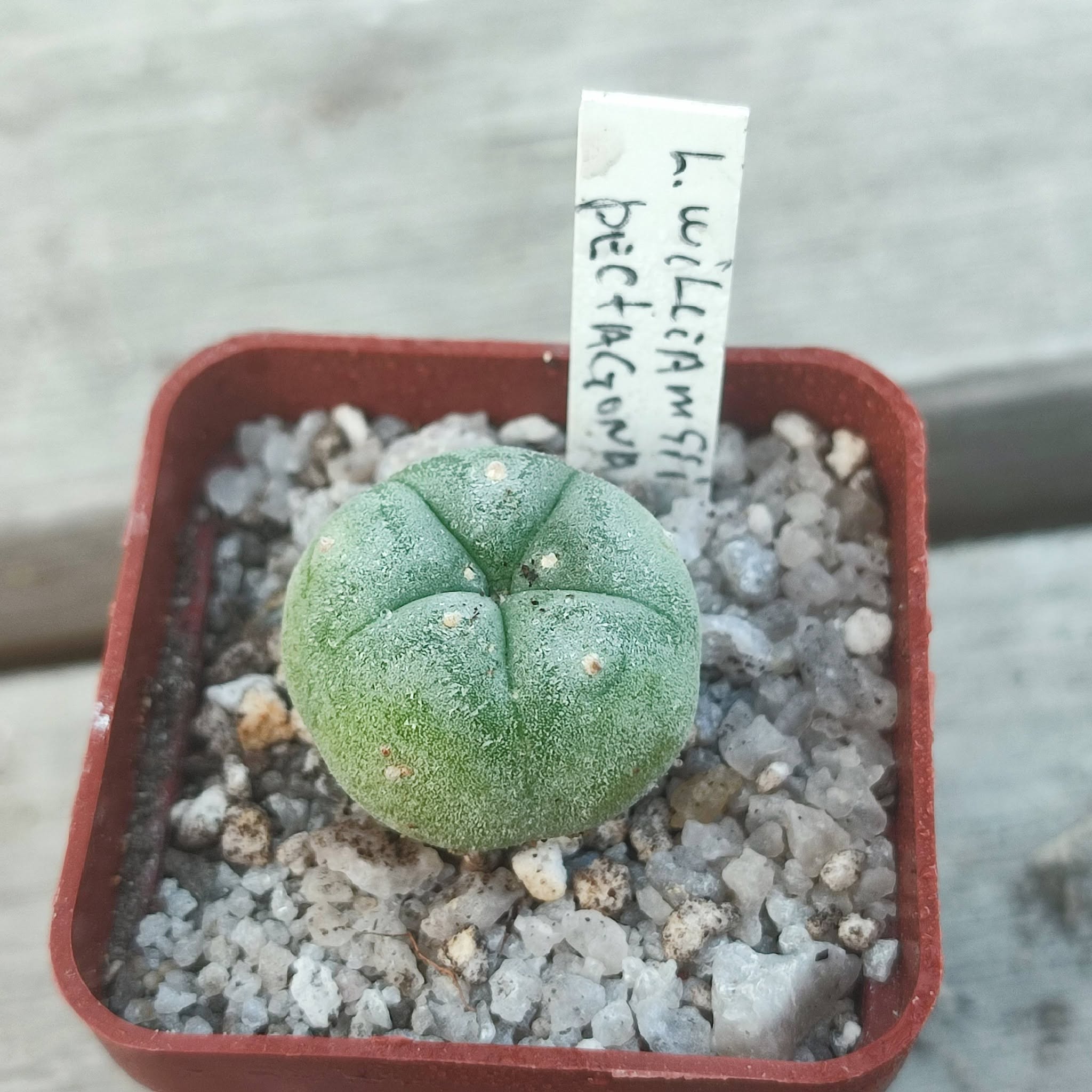 Lophophora  Williamsii pentagona
