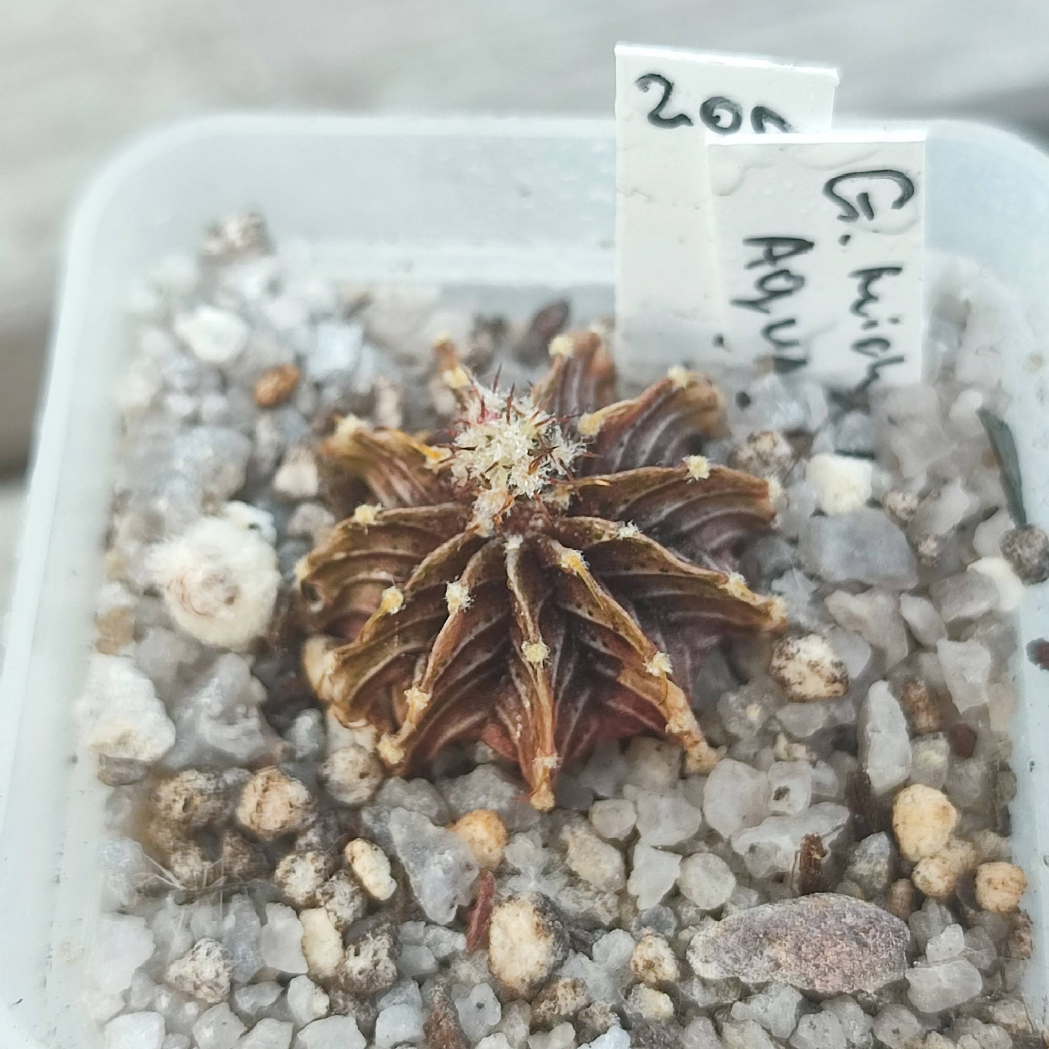 Gymnocalycium mihanovichii agua dulce
