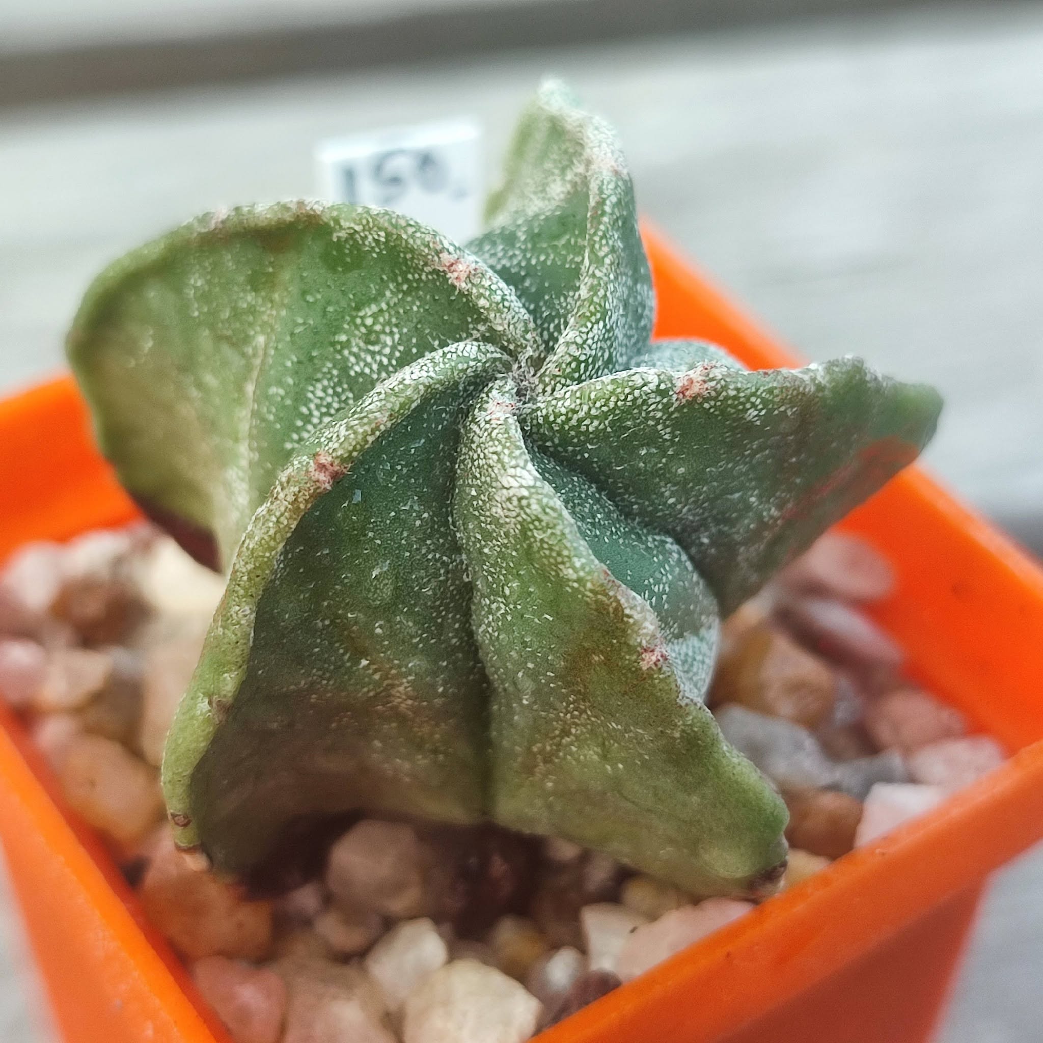 Astrophytum myriostigma