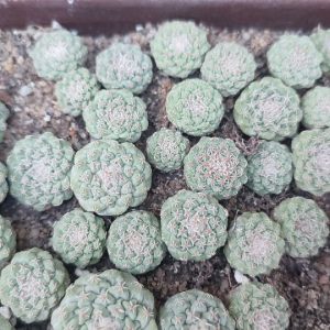 Strombocactus disciformis