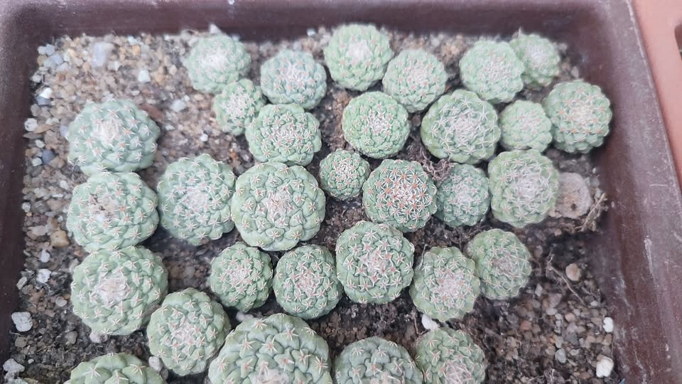 Strombocactus disciformis