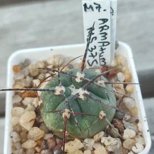 Gymnocalycium Armatum MS375