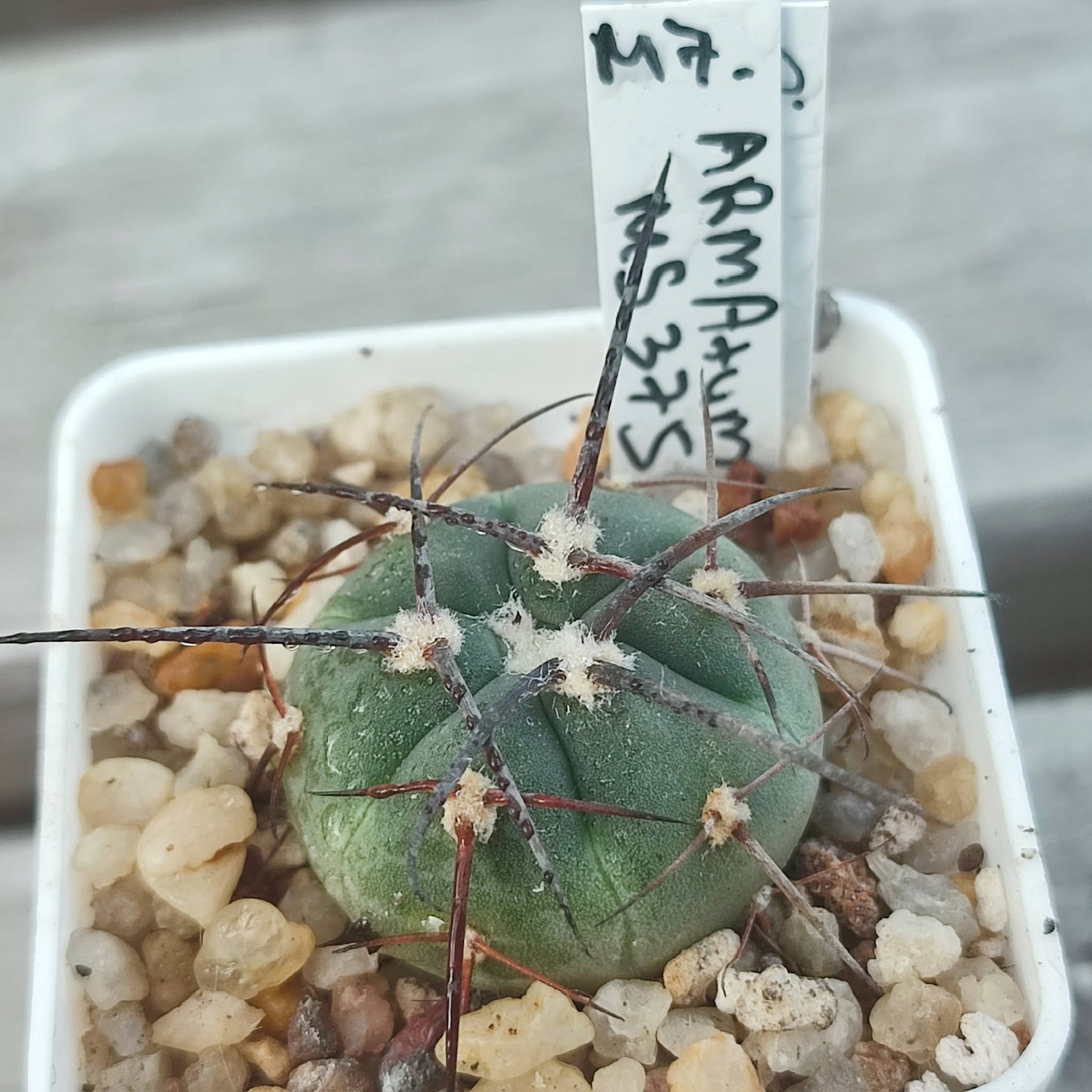 Gymnocalycium Armatum MS375