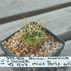 gymnocalycium monvillei steyneri VG1247