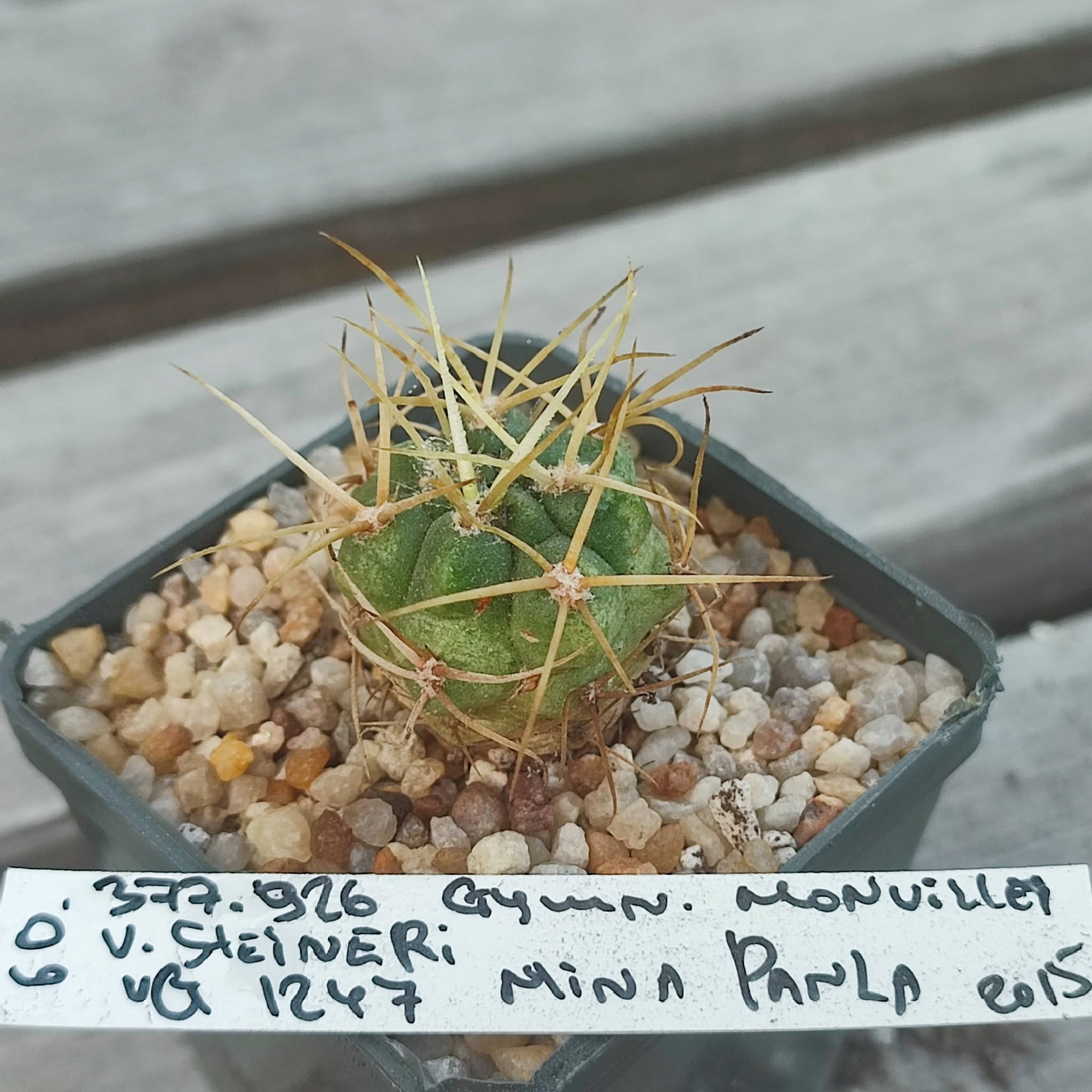 gymnocalycium monvillei steyneri VG1247