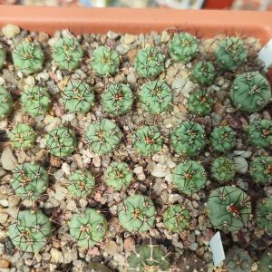 Gymnocalycium cabreraense VОS 2122