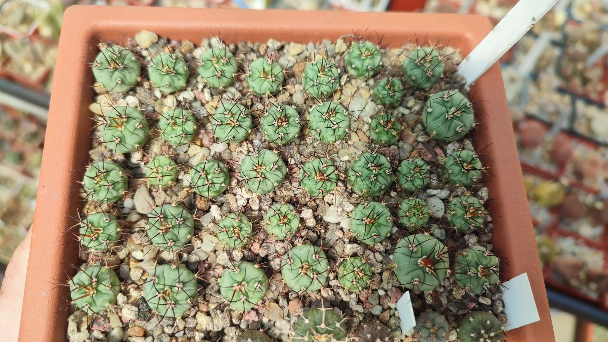 Gymnocalycium cabreraense VОS 2122