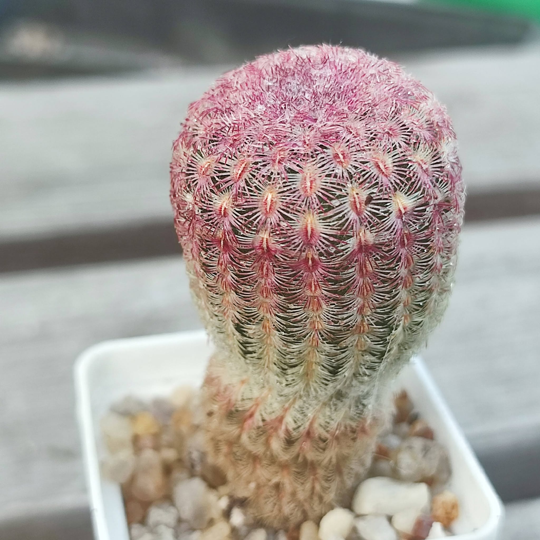 Echinocereus rigidissimus rubrispinus