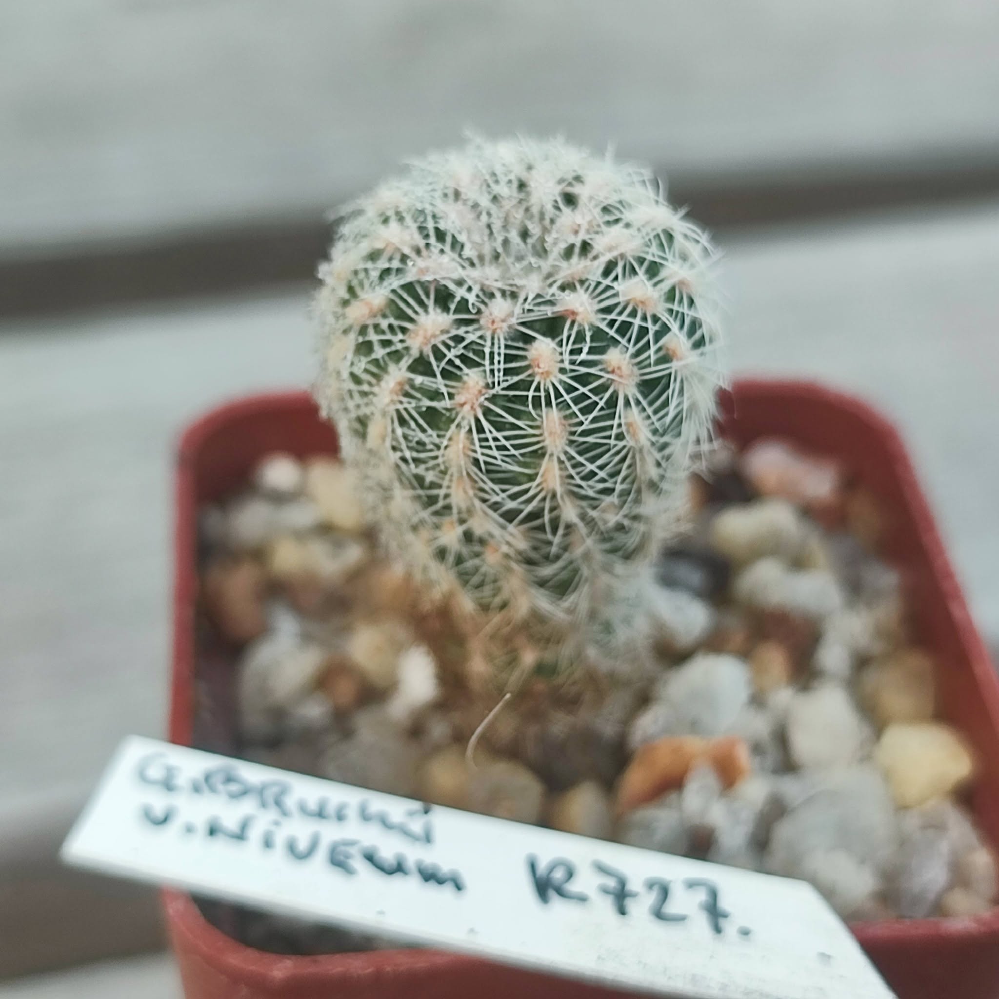 Gymnocalycium bruchii niveum R727