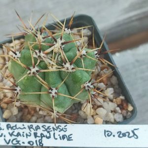 gymnocalycium achirasense VG018