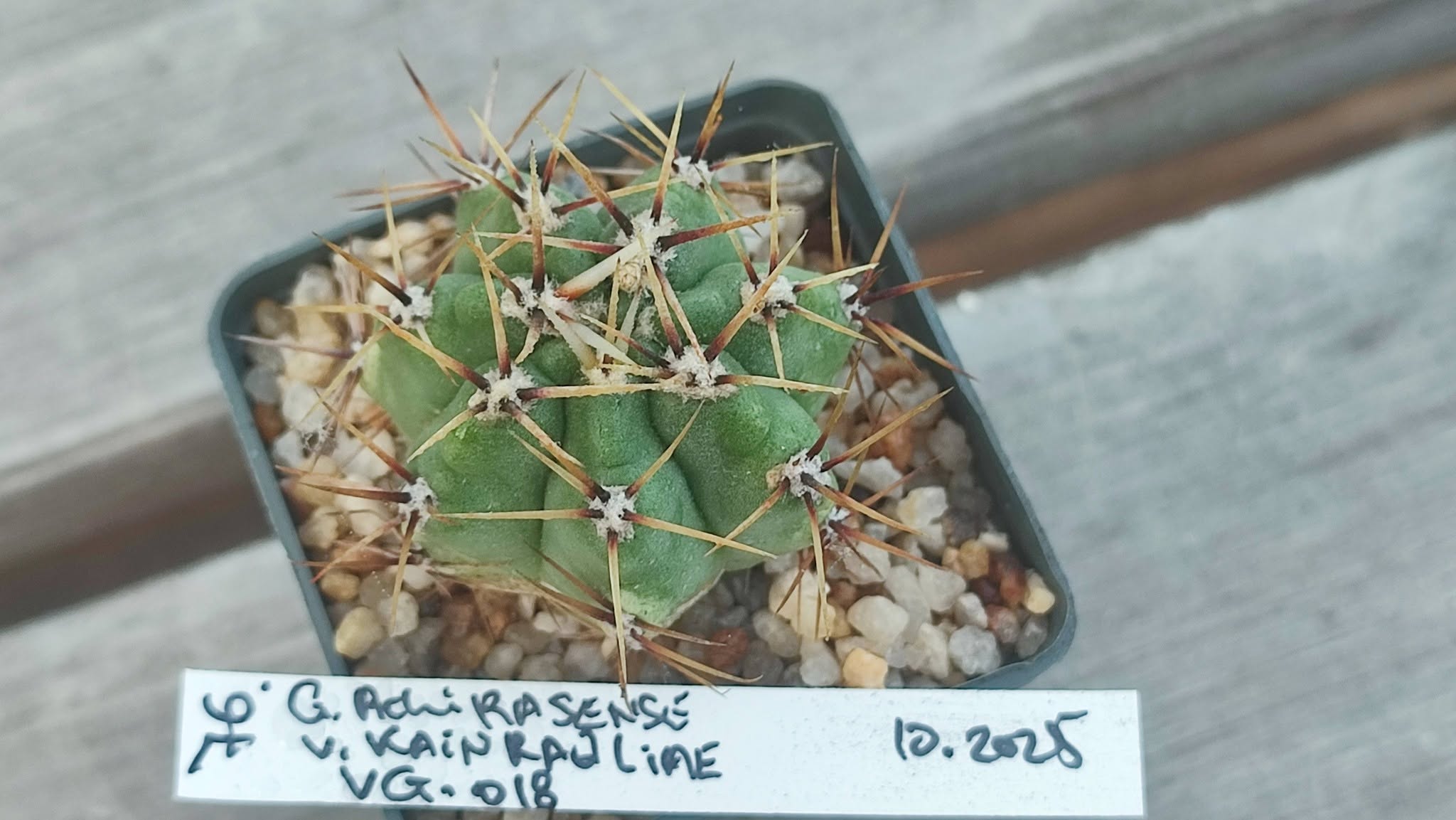 gymnocalycium achirasense VG018