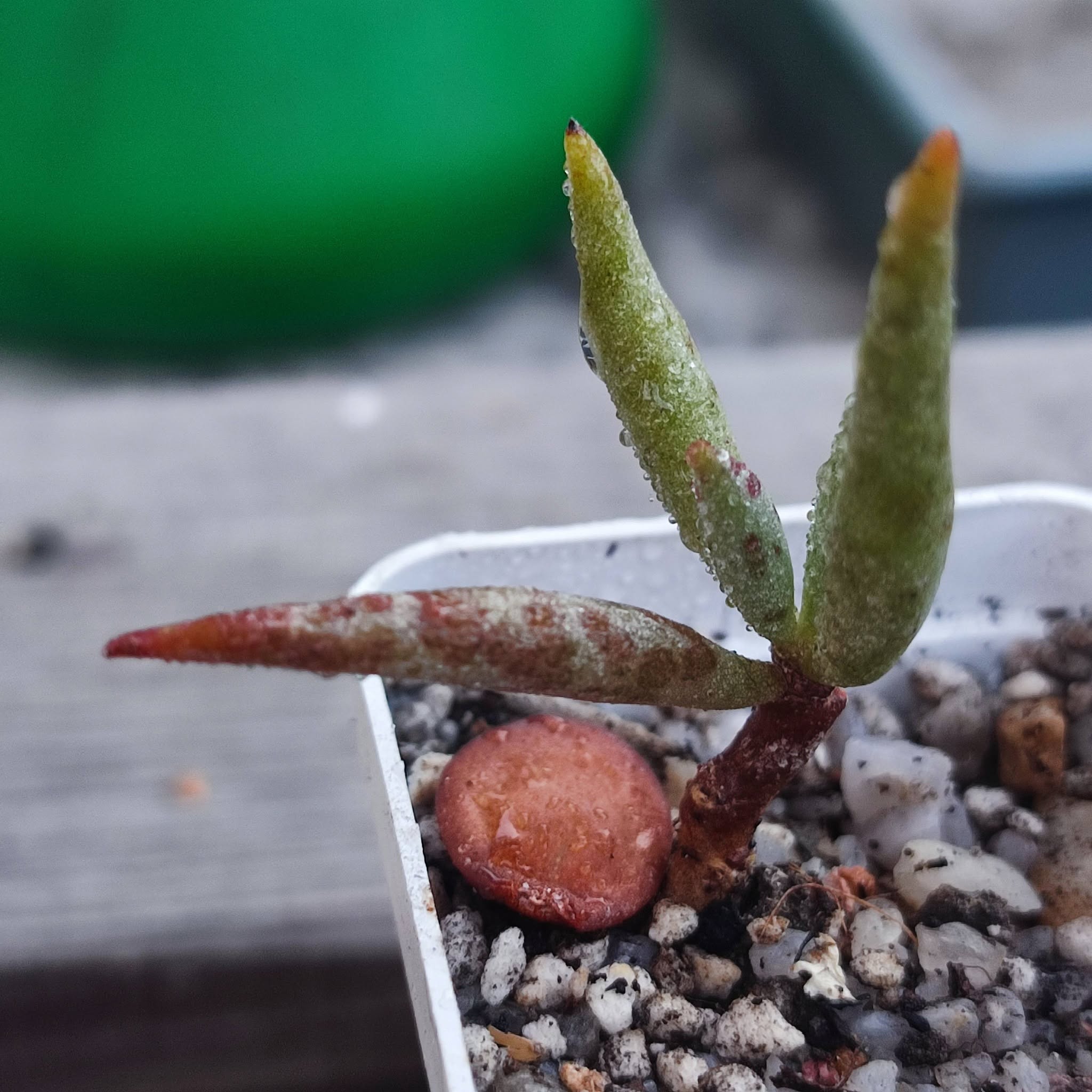 Adromischus Mammillaris dreudrift