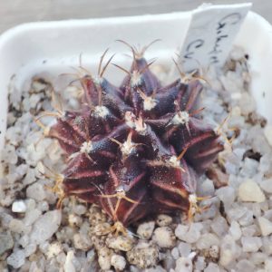 Gymnocalycium mihanovichii CV violet