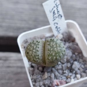 Lithops julii C056