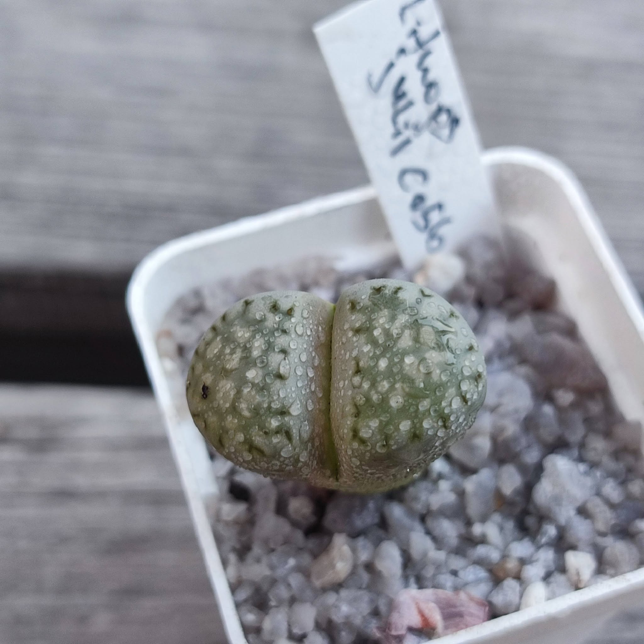 Lithops julii C056