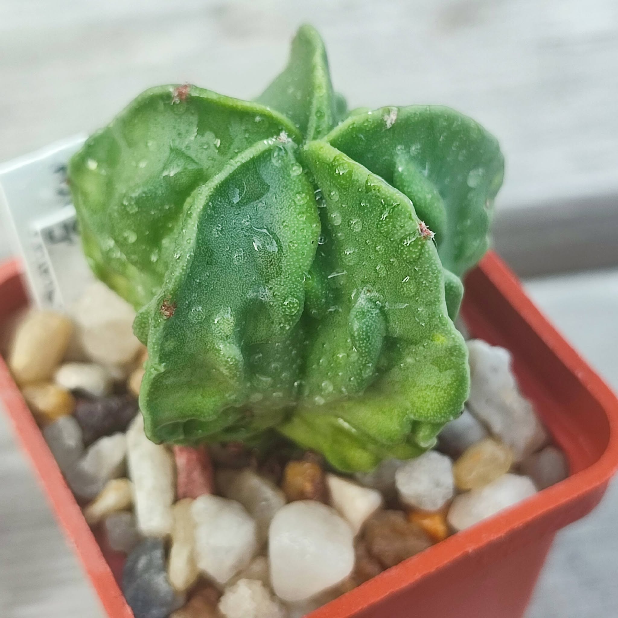 Astrophytum fukuryu variegata