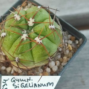 Gymnocalycium stiglianum