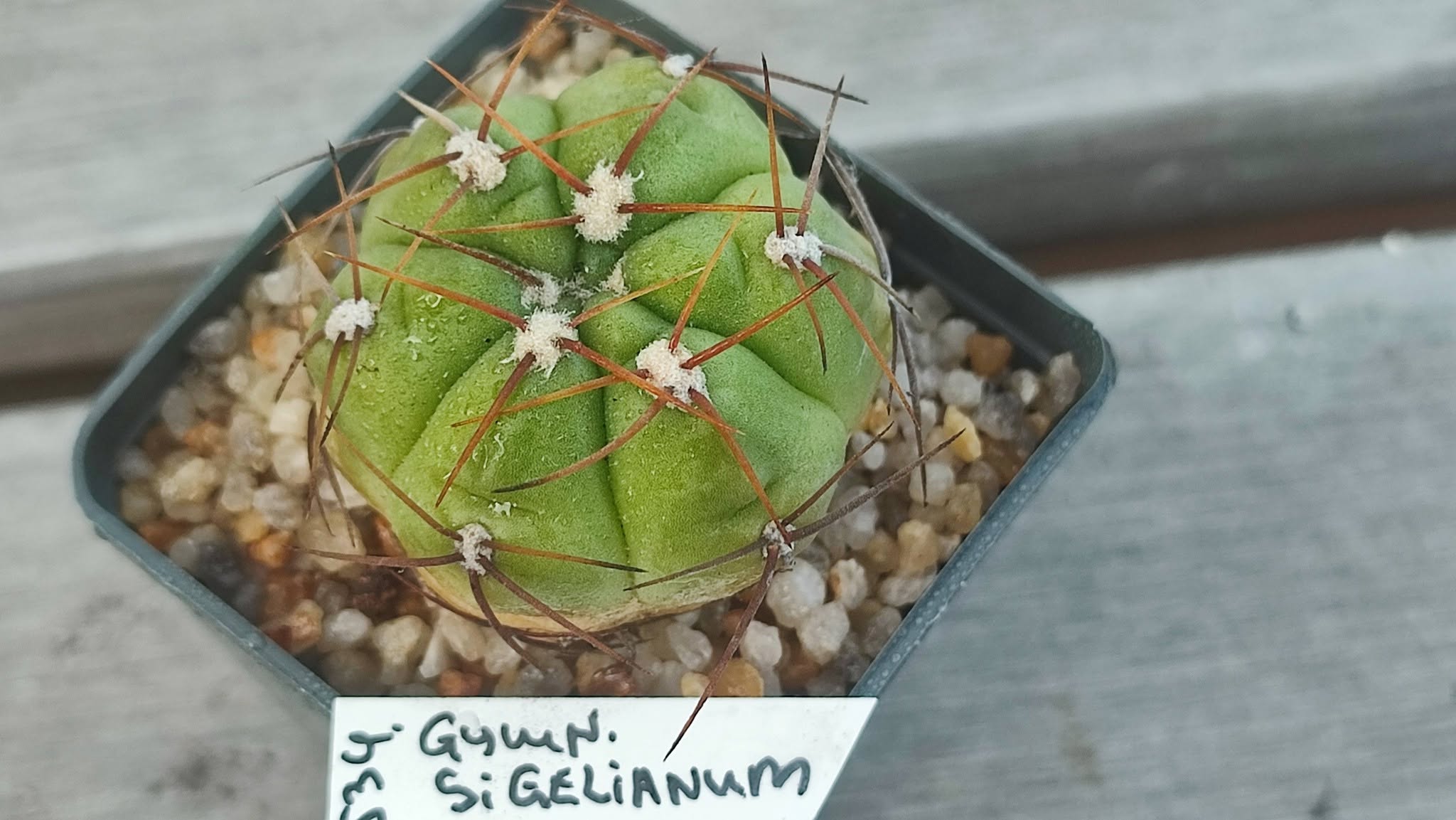 Gymnocalycium stiglianum
