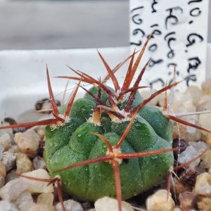 Gymnocalycium ferox ferocior selection