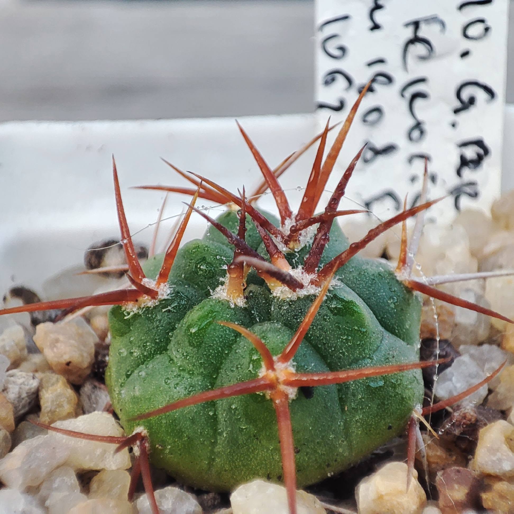 Gymnocalycium ferox ferocior selection