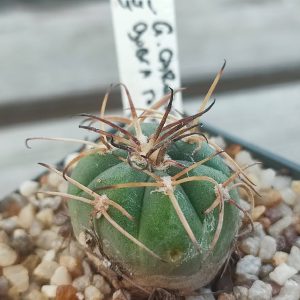 Gymnocalycium cardenesianum selection