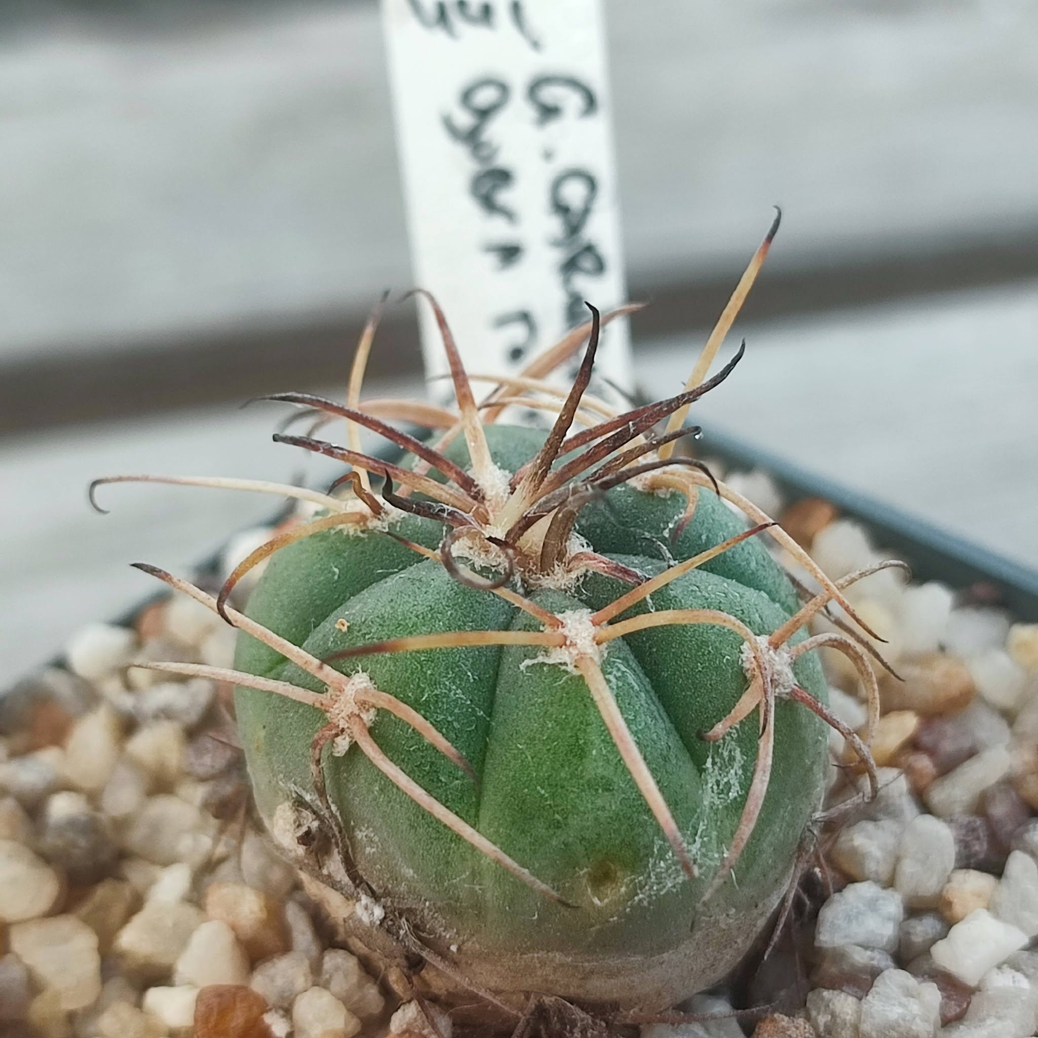 Gymnocalycium cardenesianum selection