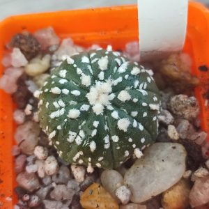 Astrophytum super kabuto
