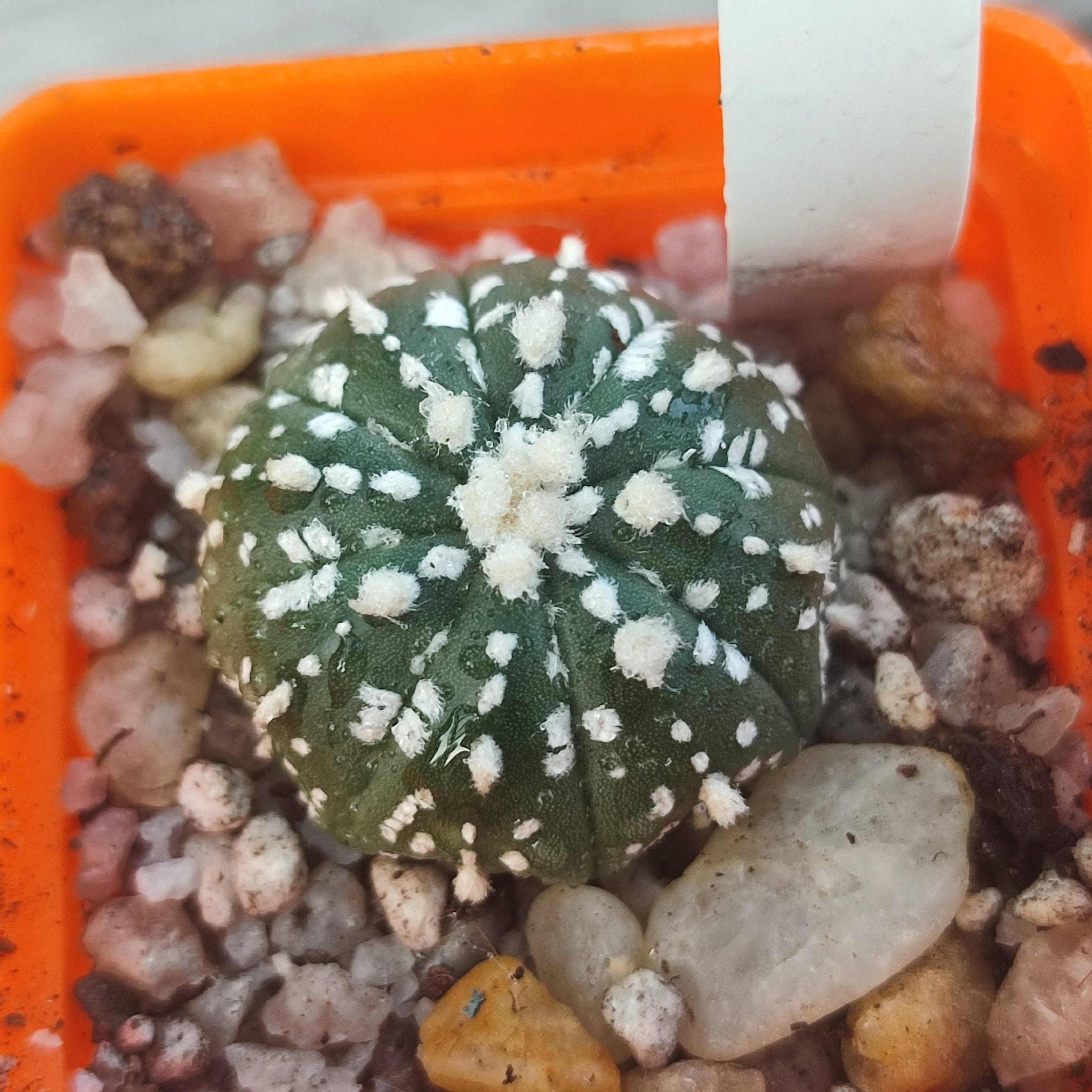 Astrophytum super kabuto