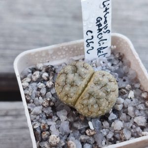 Lithops gracilidelineata C262