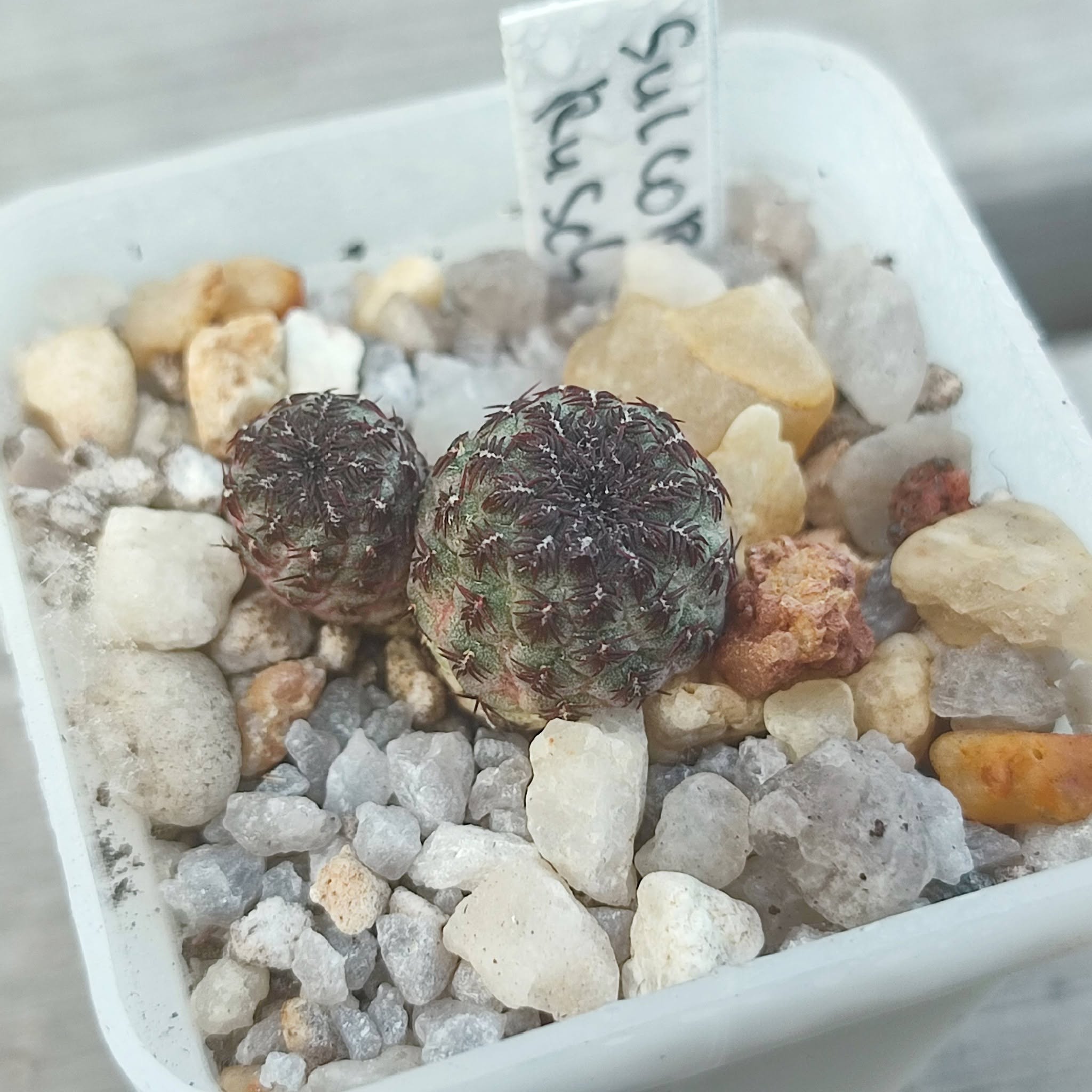 sulcorebutia rauschii