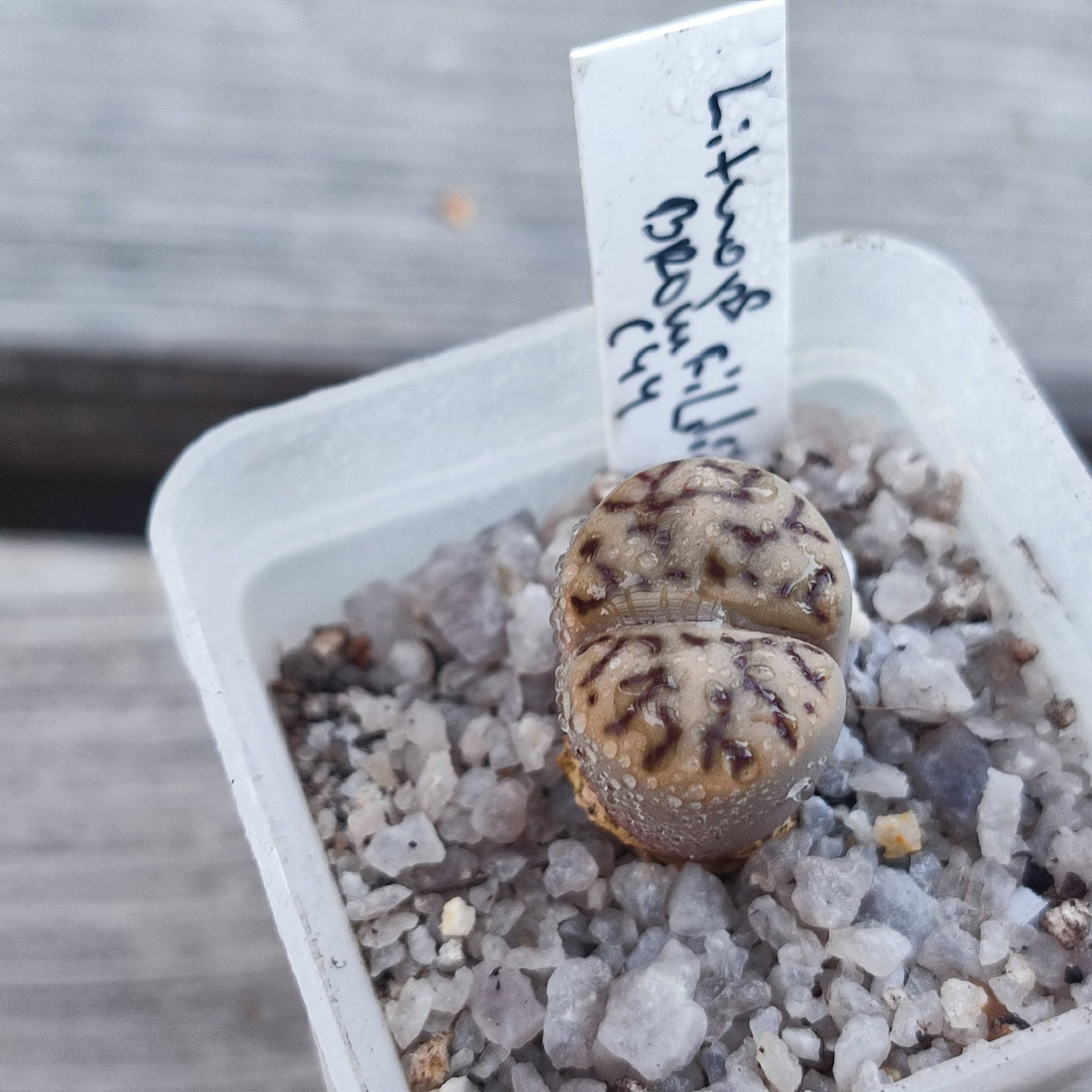 Lithops bromfildii c44