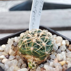 gymnocalycium uruguayense yellow flower